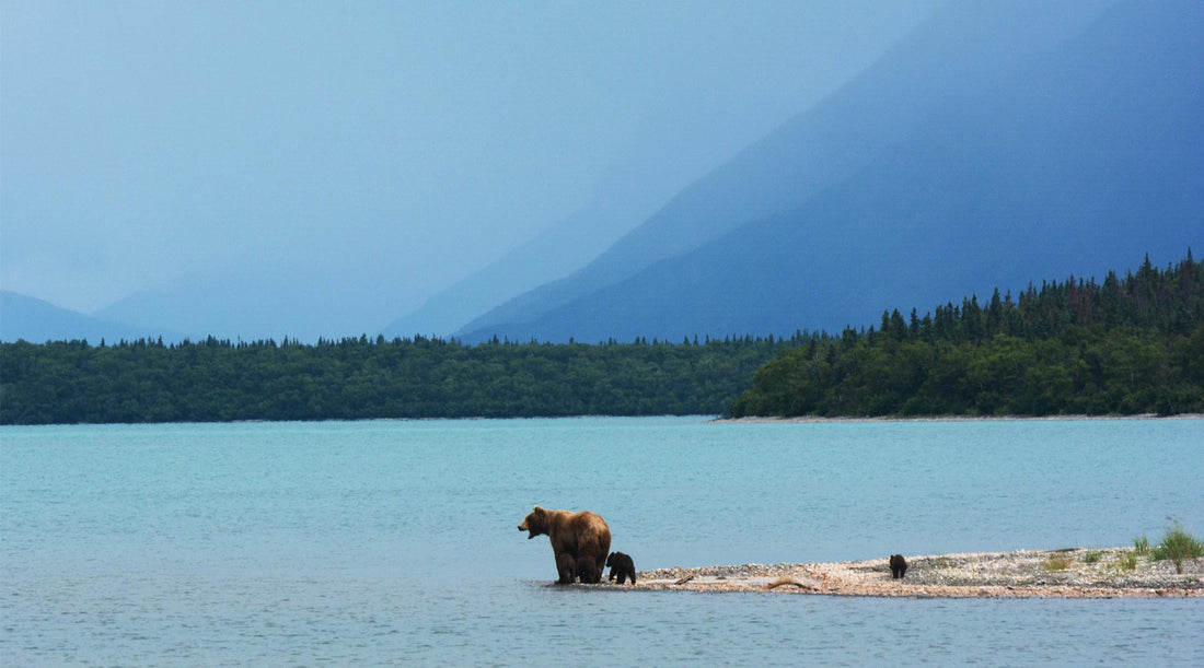 How to Stay Safe While Hiking in Bear Country | Cloudline Apparel