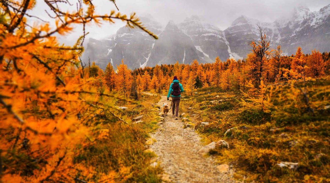 Hiker with dog walking on trail on a Fall November Day.