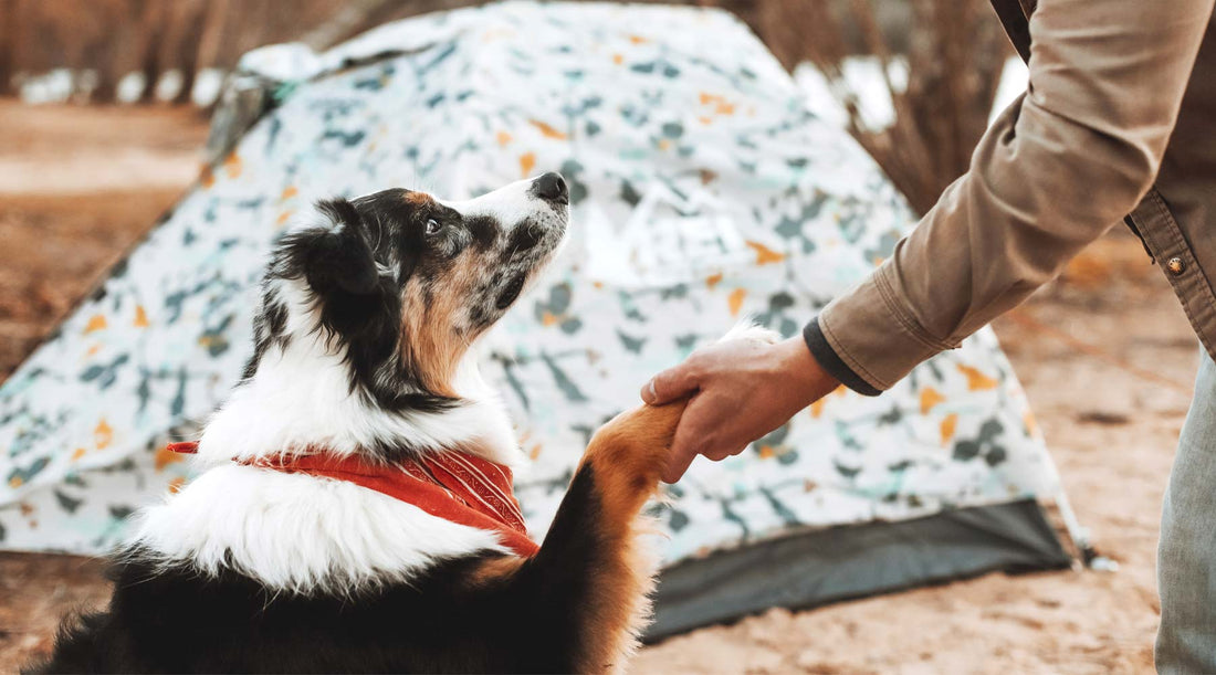 Dog and owner shaking hands in front of tent in a campsite.