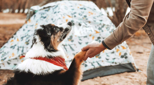 Dog and owner shaking hands in front of tent in a campsite.