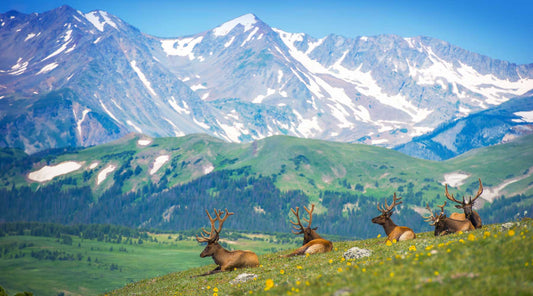 A group of Elk resting on a grassy foothill with towing mountains in the distance.