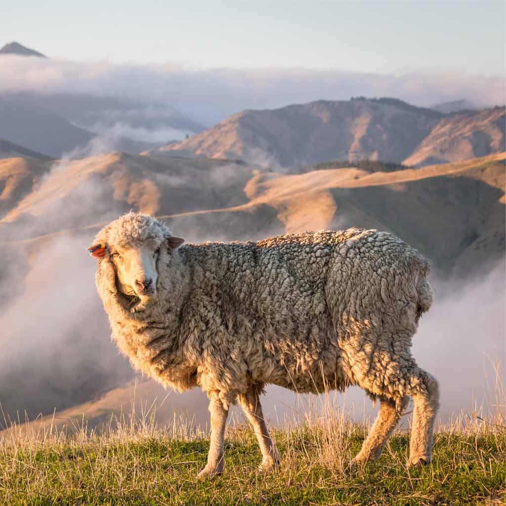 Humanely raised sheep grazing in the mountains.