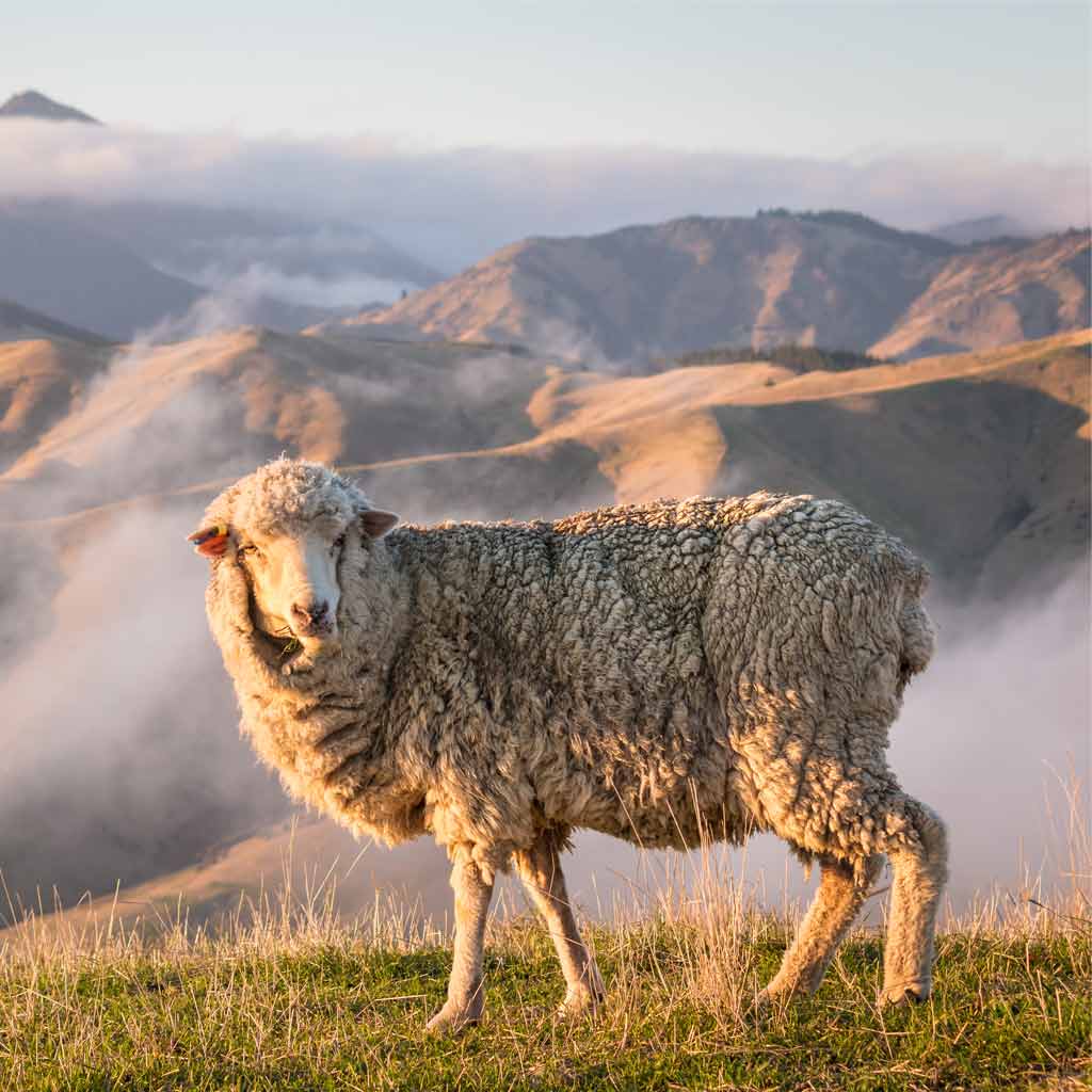 Humanely raised sheep grazing in the mountains. 