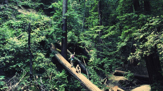 5 John Muir Quotes that Will Make You Want to Go Hiking | Cloudline Apparel