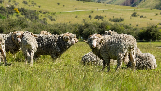 From Sheep to Feet: CloudLine Hiking Socks | Cloudline Apparel