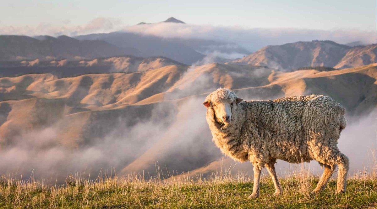 Why We Love Merino Wool – Plus 7 Benefits of Wearing it on the Trail | Cloudline Apparel