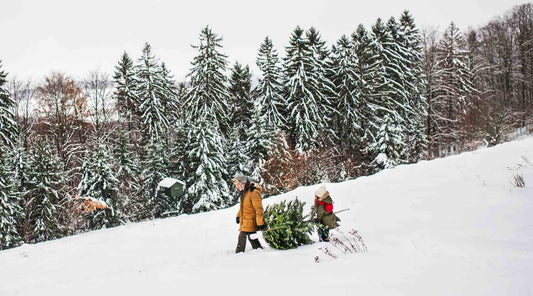 Father and daughter carrying a fresh cut christmas tree through snowy forest.
