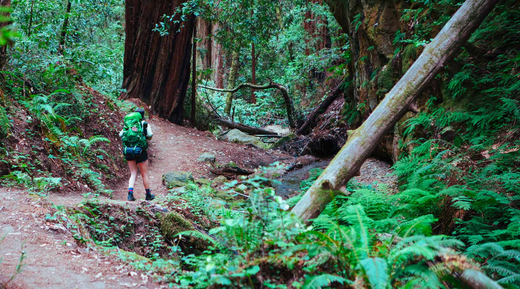 Backpacker wearing Cloudline merino wool hiking socks walking through old growth forest.