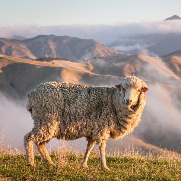Merino sheep grazing in mountains