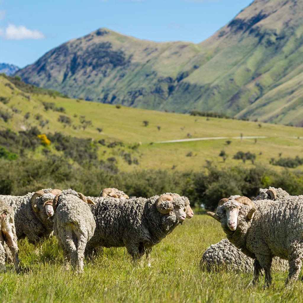 Responsibly raised merino sheep free range grazing. 