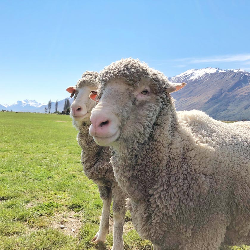 Two happy looking sheep grazing with mountains in the background.