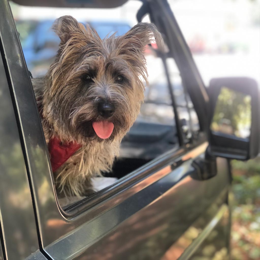 Rusty a light brown cairn terrier sticking his head out of passenger window of VW camper van.